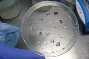 „Ein großes Problem ist, dass im Moment noch mit ganz verschiedenen Methoden gearbeitet wird. Gemeinsam mit dem Alfred-Wegener-Institut, der Uni Bayreuth, dem Leibniz-Institut für Polymerforschung und vielen anderen Instituten versuchen wir momentan die Methoden zu harmonisieren, mit denen die Konzentration von Mikroplastik im Meer bestimmt wird, um einheitliche Messergebnisse zu bekommen", sagt Sonja Oberbeckmann.